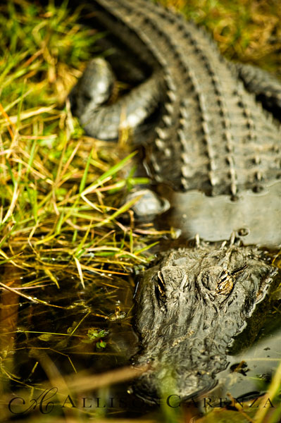 everglades1