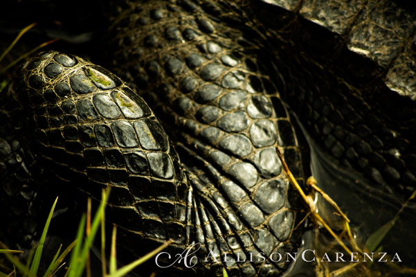 everglades3