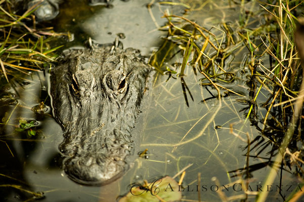 everglades4