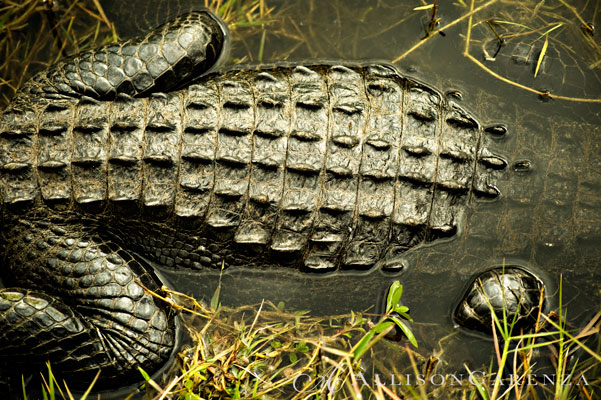 everglades5