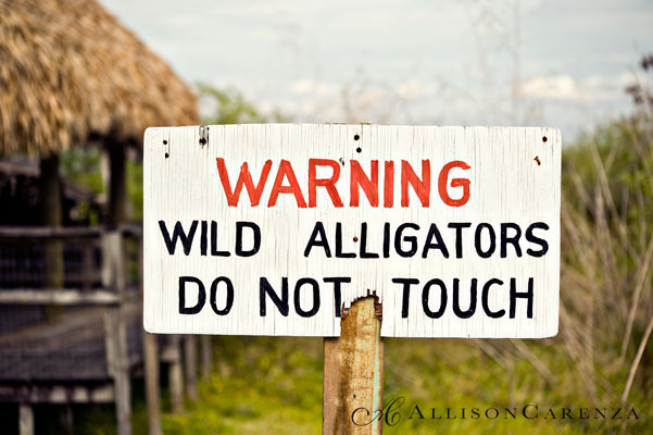 everglades7