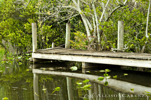 everglades8
