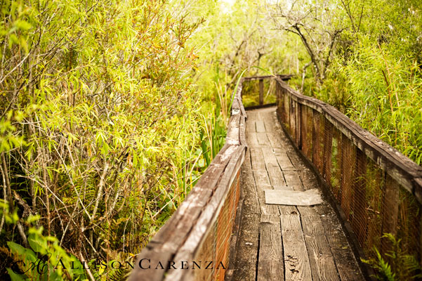 everglades9